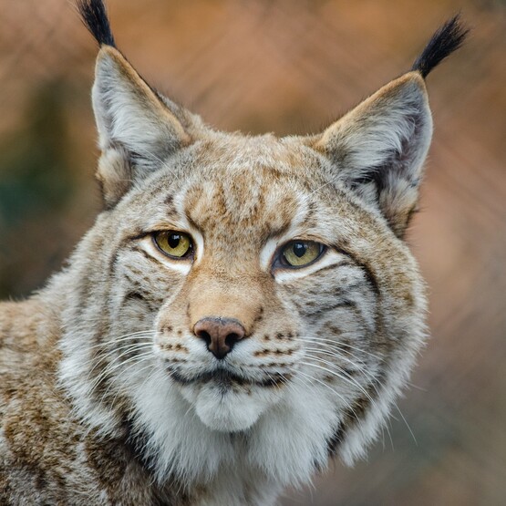 Luchs