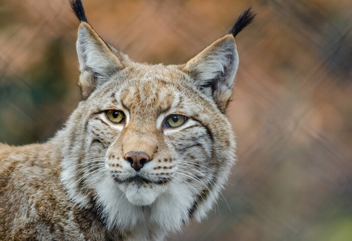 Luchs