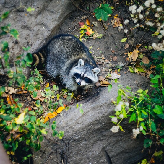 Waschbär