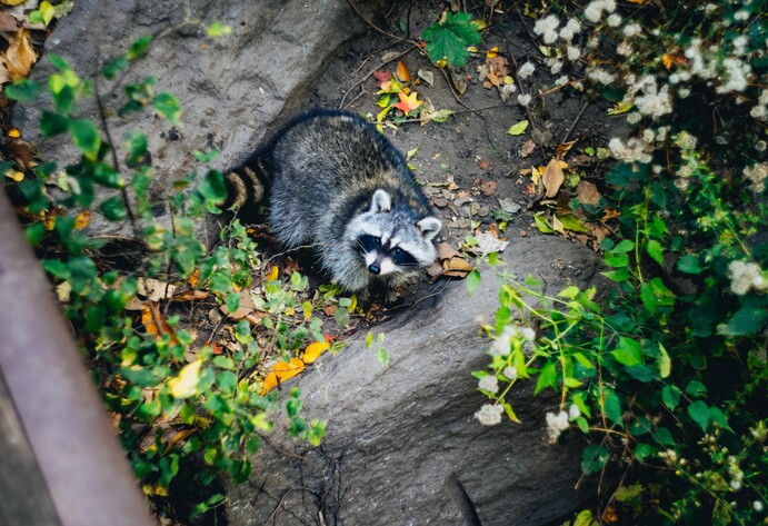 Waschbär