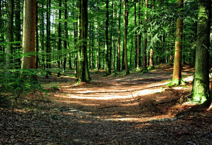 Grüner Wald