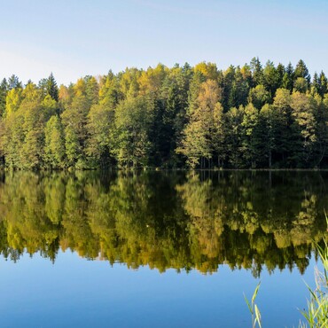 Mischwald hinter blauem See