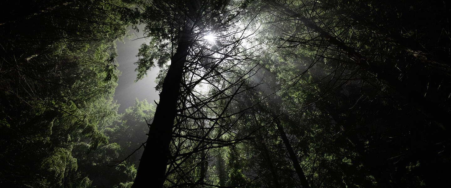 Mond scheint durch den Wald