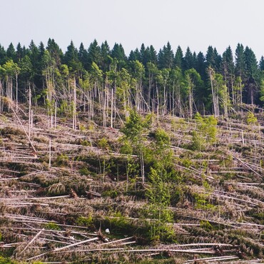 Tote Bäume auf Waldhang