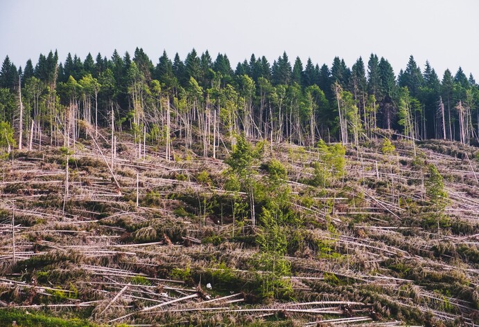 Tote Bäume auf Waldhang