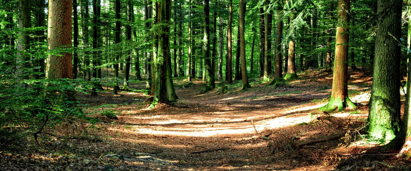 Gr&uuml;ner Wald