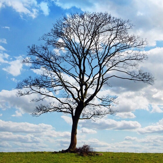 Kahler Baum steht auf Wiese