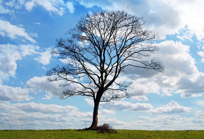 Kahler Baum steht auf Wiese