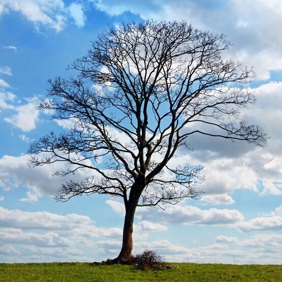 Kahler Baum steht auf Wiese