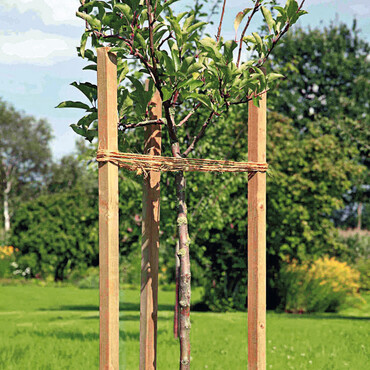 Baum mit Stützpfählen