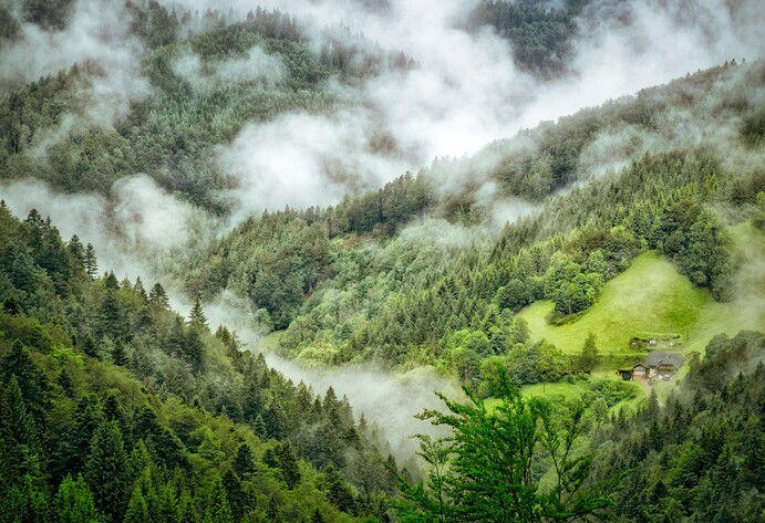 Nebel hängt über dem Schwarzwald