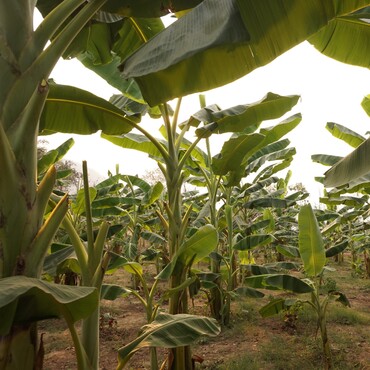 Plantage in Thailand