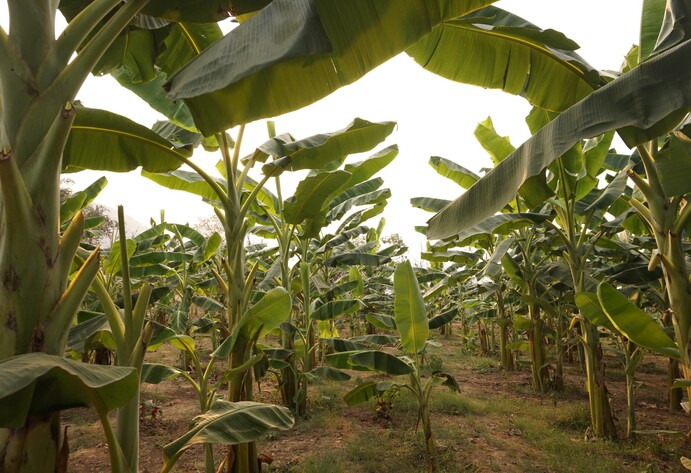 Plantage in Thailand