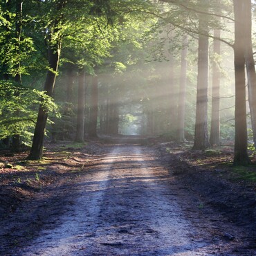 Ein Weg im Wald