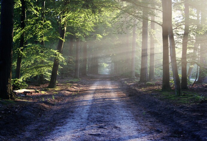 Ein Weg im Wald