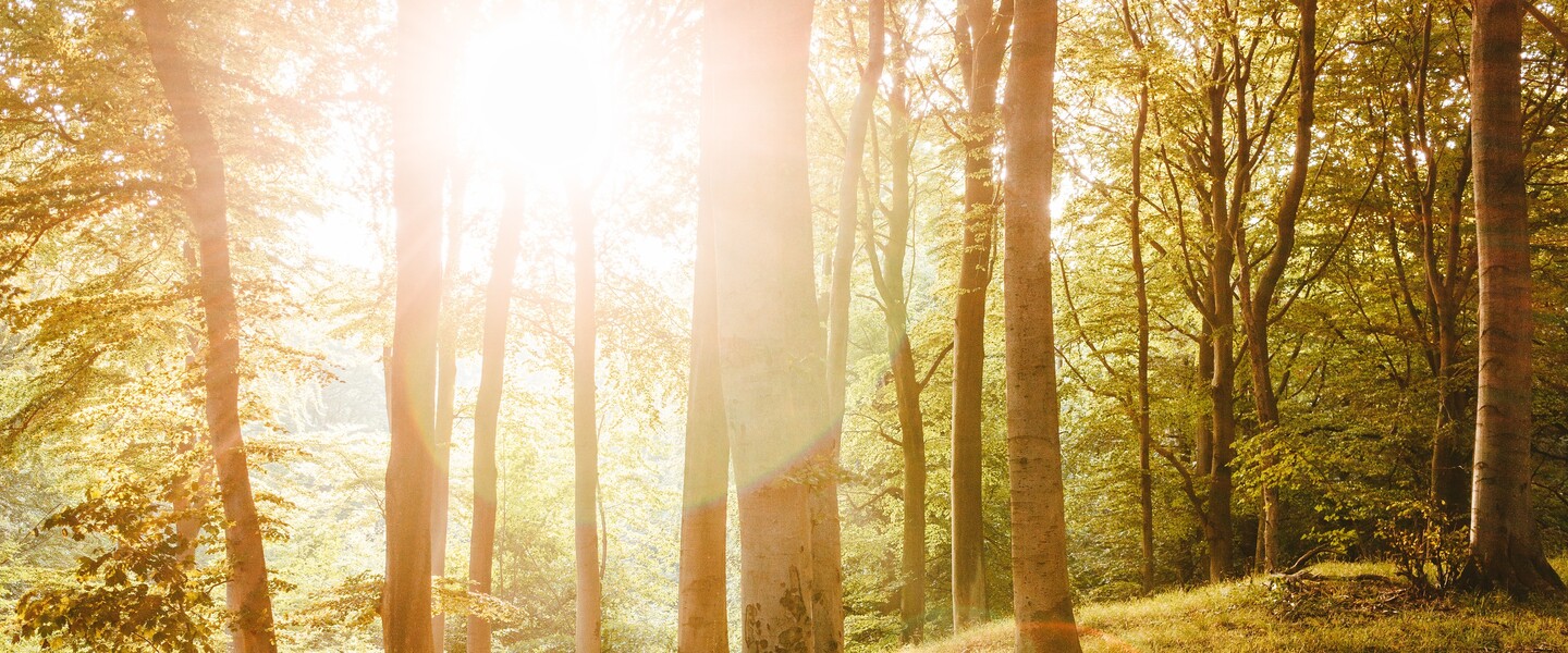 Sonne scheint durch viele B&auml;ume hindurch
