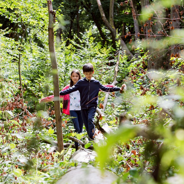 Kinder im Wald