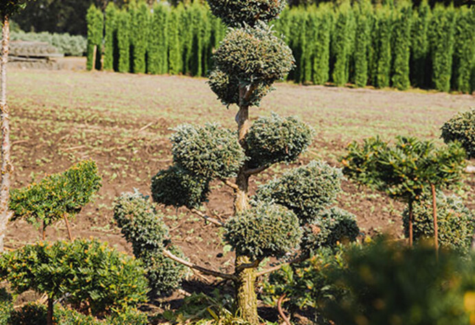 Baum auf einem Feld, dahinter Koniferenhecken