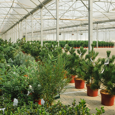 Wacholder-, Ilex-, Kiefer- und Ginko-Pflanzen im Gewächshaus