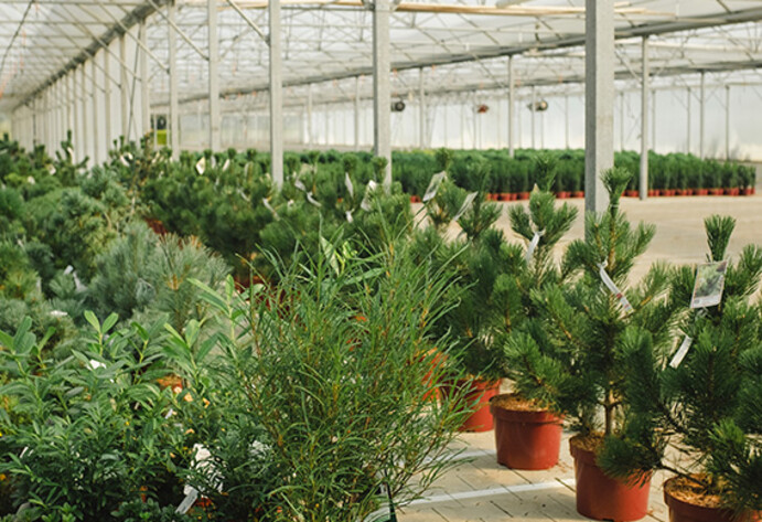 Wacholder-, Ilex-, Kiefer- und Ginko-Pflanzen im Gewächshaus