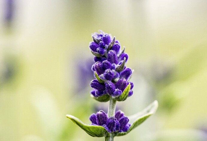 Lavendel