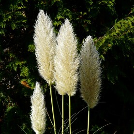 5 große Halme helles Pampasgras im Garten