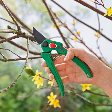 Zweig mit Gartenschere schneiden