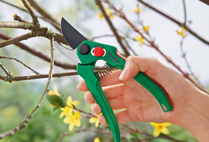 Zweig mit Gartenschere schneiden