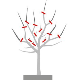 Erziehungschnitt Baum