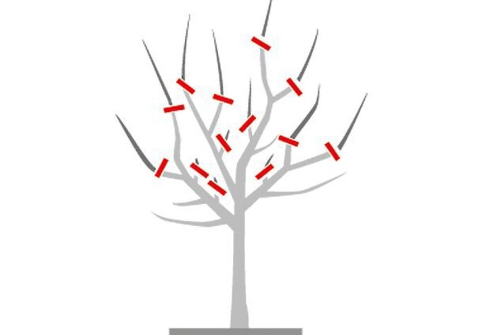 Erziehungschnitt Baum