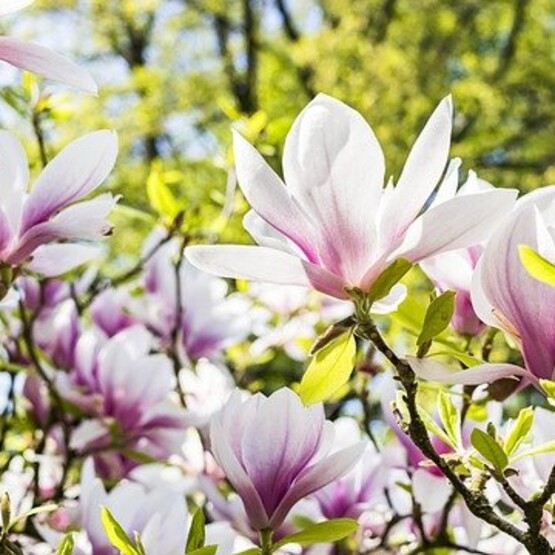 Magnolienbaum