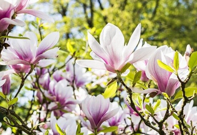 Magnolienbaum