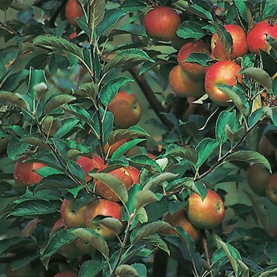 Apfelbaum