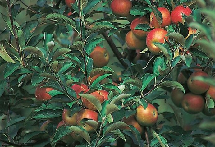 Apfelbaum