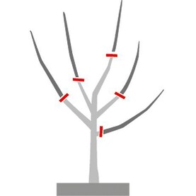 Pflanzschnitt Baum