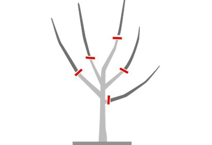 Pflanzschnitt Baum