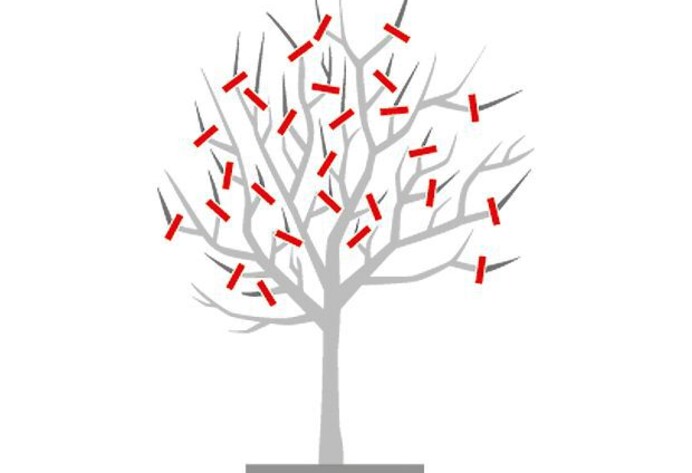 Verjüngungsschnitt Baum