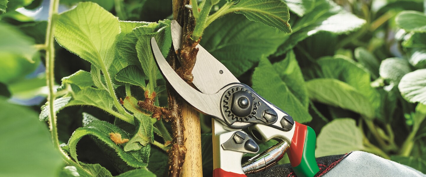 Gehölz schneiden mit Gartenschere