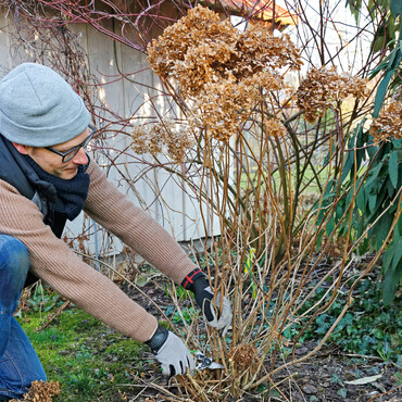 Mann schneidet Hortensie zurück