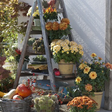 Herbstlich dekorierte Holzleiter