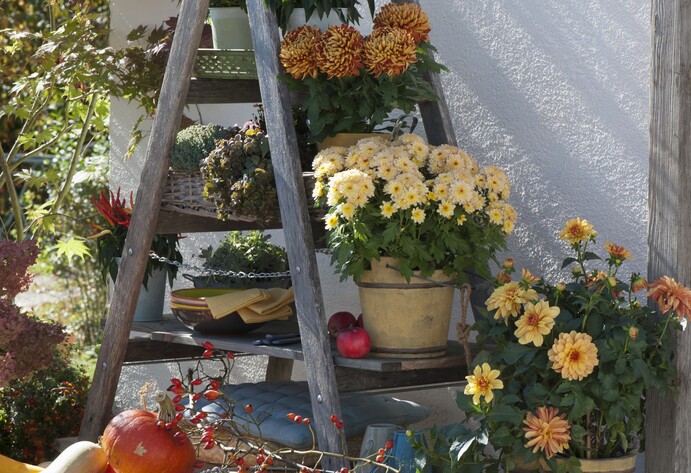 Herbstlich dekorierte Holzleiter
