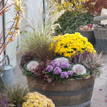 Herbstlich bepflanztes Holzfass mit Herbst-Chrysantheme und Federborstengras