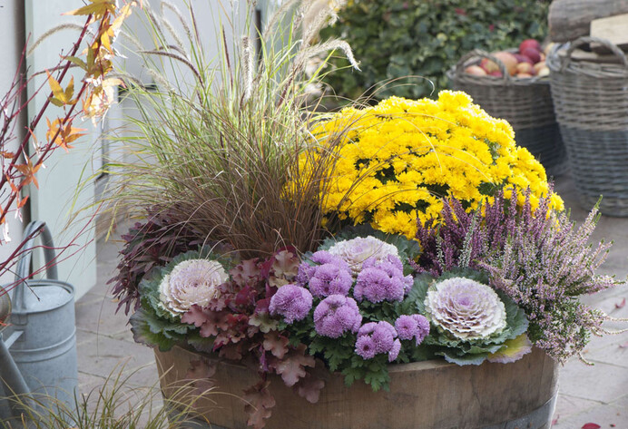 Herbstlich bepflanztes Holzfass mit Herbst-Chrysantheme und Federborstengras