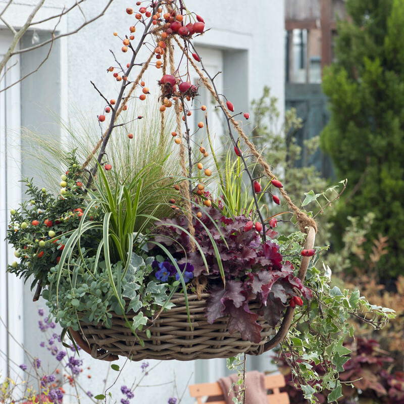 Herbstlich bepflanzte Blumenampel mit Segge