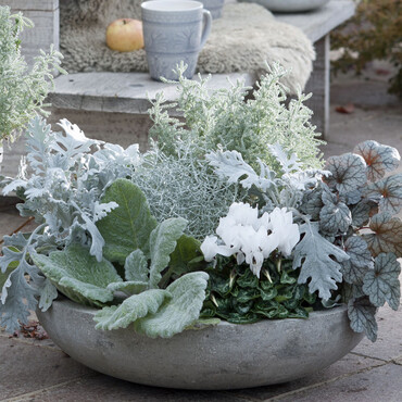 Herbstliche Schale mit Aplenveilchen und Silberblatt