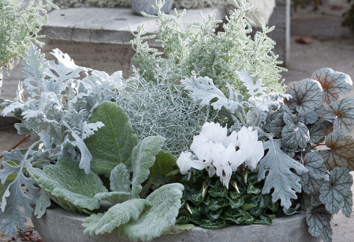 Herbstliche Schale mit Aplenveilchen und Silberblatt