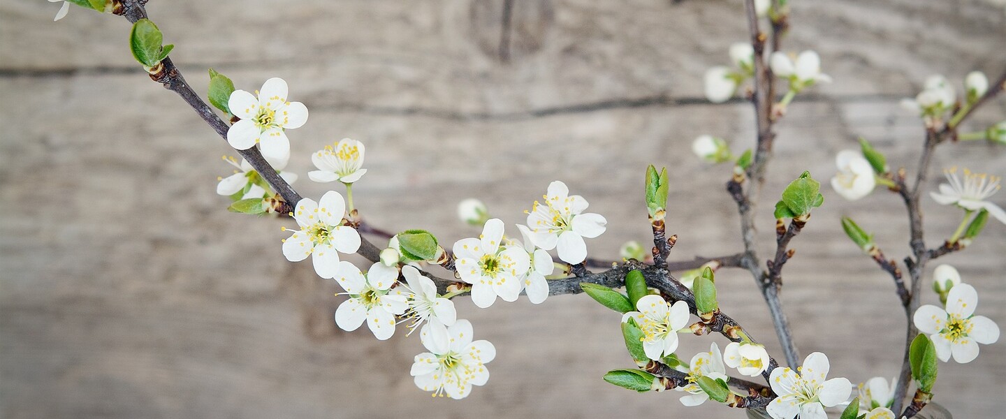 Kirschbl&uuml;ten in der Vase