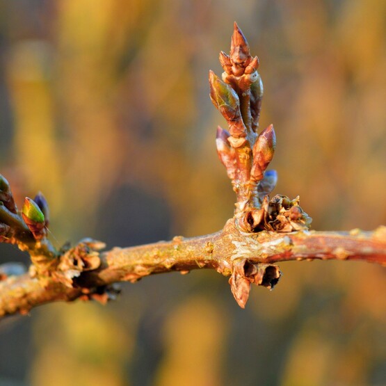 Forsythien-Zweig mit Knospen