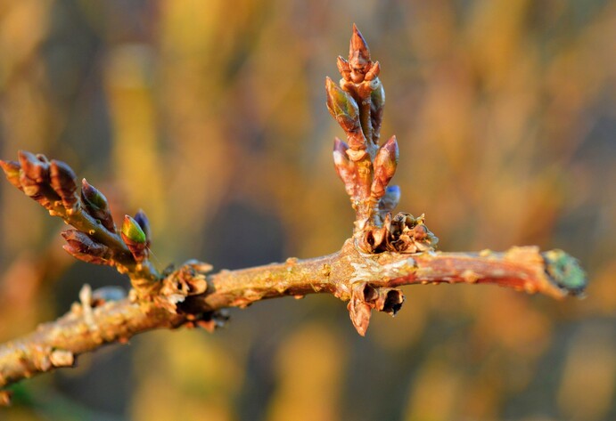 Forsythien-Zweig mit Knospen