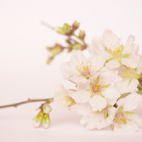 Mandelblüten